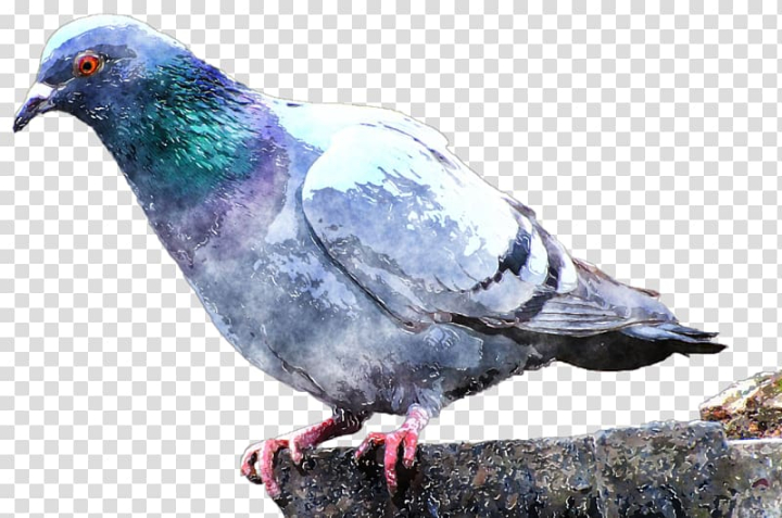 domestic,pigeon,bayou,louisiana,watercolor,painting,animals,fauna,animal,feather,stock dove,rock dove,pigeons and doves,organism,bayou pigeon louisiana,beak,domestic pigeon,columbidae,bayou pigeon, louisiana,bird,watercolor painting,png clipart,free png,transparent background,free clipart,clip art,free download,png,comhiclipart