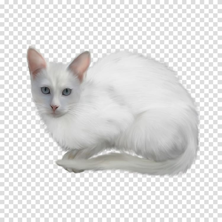 Free: Turkish Angora , White cat transparent background PNG clipart -  