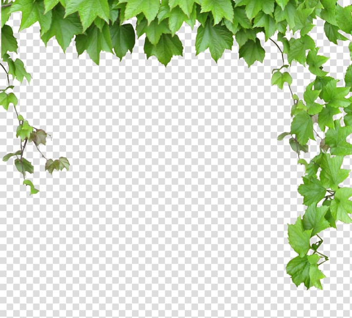 computer,file,vines,watercolor leaves,png material,leaf,branch,banana leaves,grass,fall leaves,leaves pattern,palm leaves,encapsulated postscript,data,vines vector,autumn leaves,raster graphics,tree,green leaves,plant,parthenocissus tricuspidata,green,nature,line,leaves vector,ivy,image resolution,adobe illustrator,vine,computer file,leaves,primate,plants,illustration,png clipart,free png,transparent background,free clipart,clip art,free download,png,comhiclipart