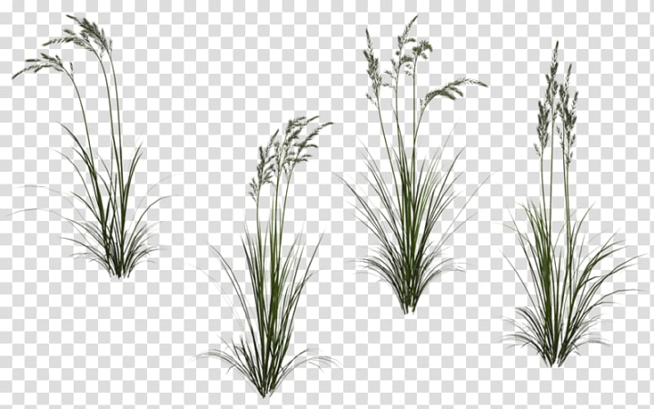 Grass and Flower Stems  Printable Clip Art and Images