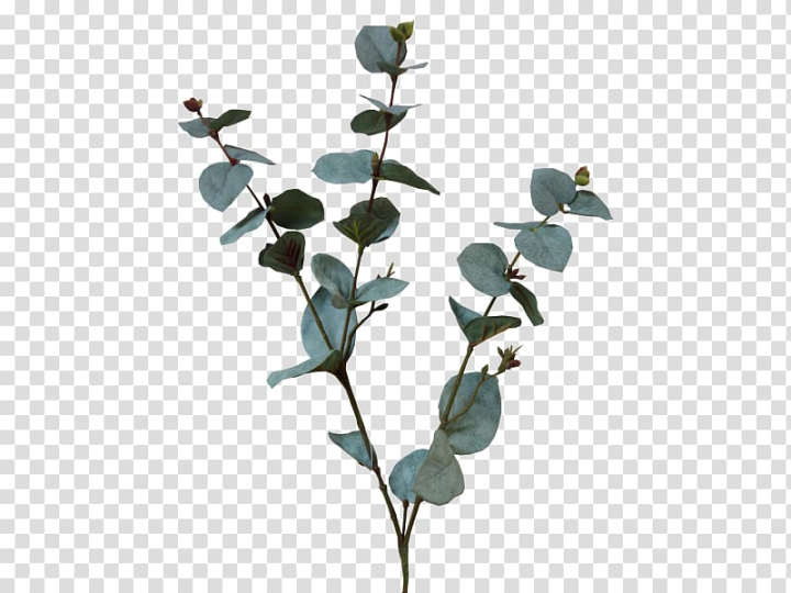 plant,stem,artificial,flower,eucalyptus,branch,twig,silk,shrub,plum pine,ivy,gum trees,food  drinks,flowering plant,flower bouquet,plant stem,artificial flower,leaf,tree,green,leafed,png clipart,free png,transparent background,free clipart,clip art,free download,png,comhiclipart