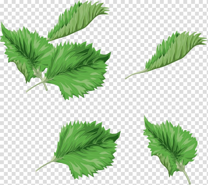 green,watercolor,painting,leaves,watercolor leaves,maple leaf,grass,fall leaves,palm leaves,spring,digital image,watercolor flowers,watercolor flower,tree,fresh,plant,fresh green leaves,nature,green leaves,herb,herbalism,leaf,watercolor painting,png clipart,free png,transparent background,free clipart,clip art,free download,png,comhiclipart