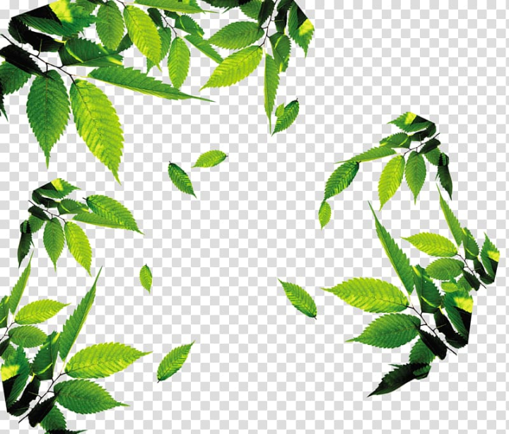 tea,leaves,floating,watercolor leaves,branch,tea vector,plant stem,fall leaves,palm leaves,green tea,floating leaves,leaf vector,plant,transparency and translucency,tree,nature,line,leaves vector,leaf and petals,green leaf,green,floating vector,euclidean vector,button,arrow,leaf,icon,tea,leaves,leafed,frame,png clipart,free png,transparent background,free clipart,clip art,free download,png,comhiclipart