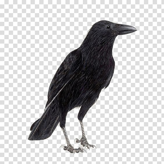 Free: Rook Common raven Carrion crow Bird, crow transparent background PNG  clipart 