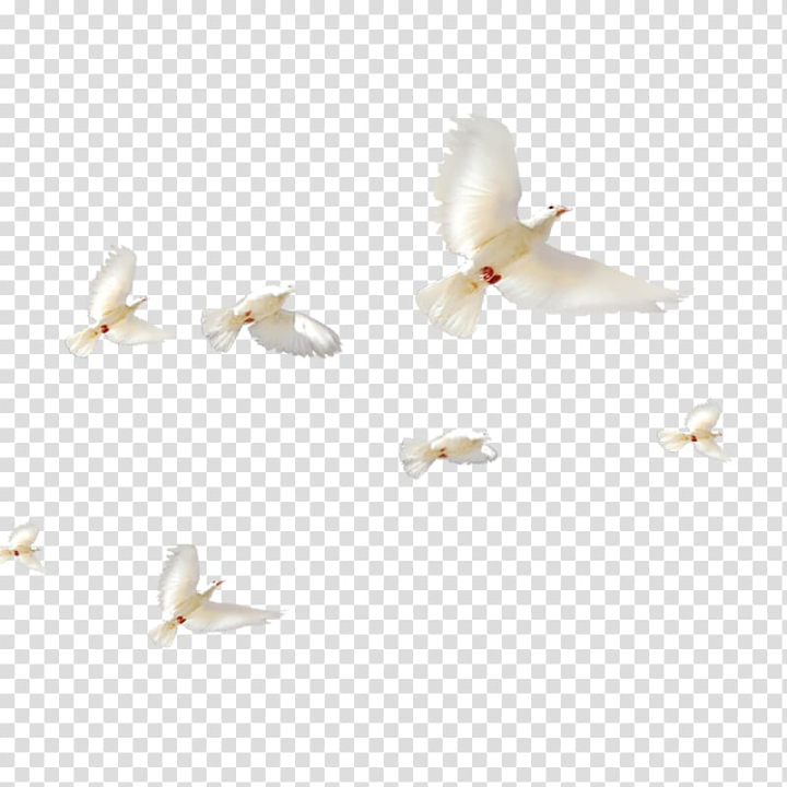 Free: Flying doves illustration, Rock dove Bird Columbidae Flock, bird transparent  background PNG clipart 