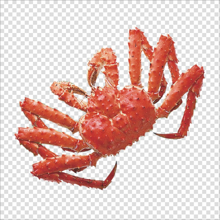 red,king,crab,yangcheng,lake,crustacean,animals,seafood,animal source foods,snow crab,chinese mitten crab,u5869u8339u3067,watercolor crab,shrimp,shellfish,paralithodes platypus,king crab,invertebrate,cartoon crab,crab cartoon,crab vector,crabs,decapoda,dungeness crab,european spider crab,hermit crabs,yangcheng lake large crab,red king crab,yangcheng lake,png clipart,free png,transparent background,free clipart,clip art,free download,png,comhiclipart