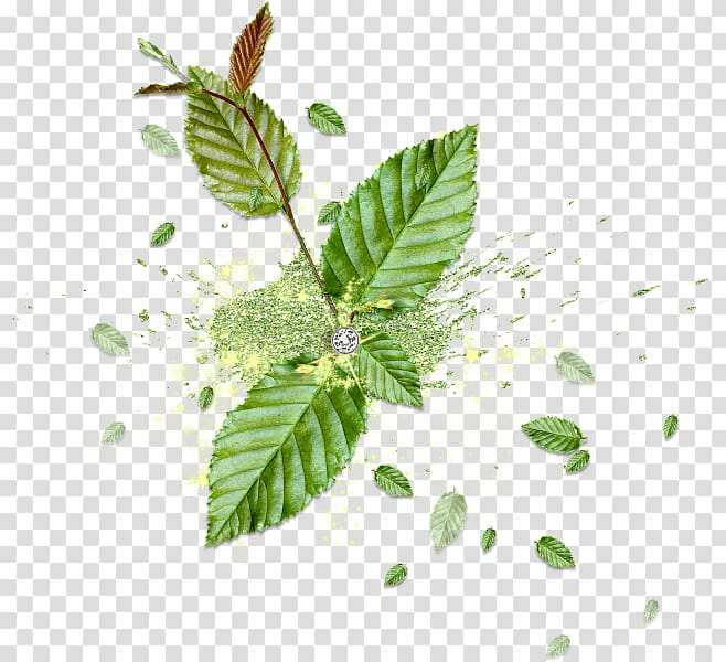 Free: Color, Green mint leaves transparent background PNG clipart