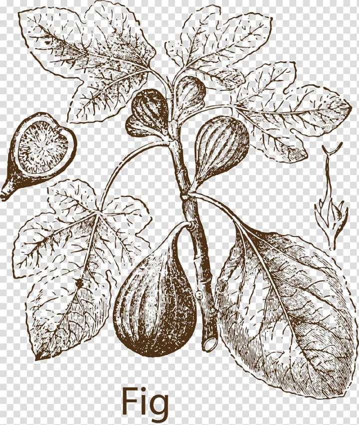 herbs clipart black and white tree