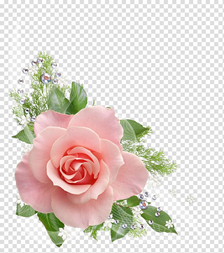 Rose Flower Pink , Pink Roses Decoration , pink rose illustrations  transparent background PNG clipart