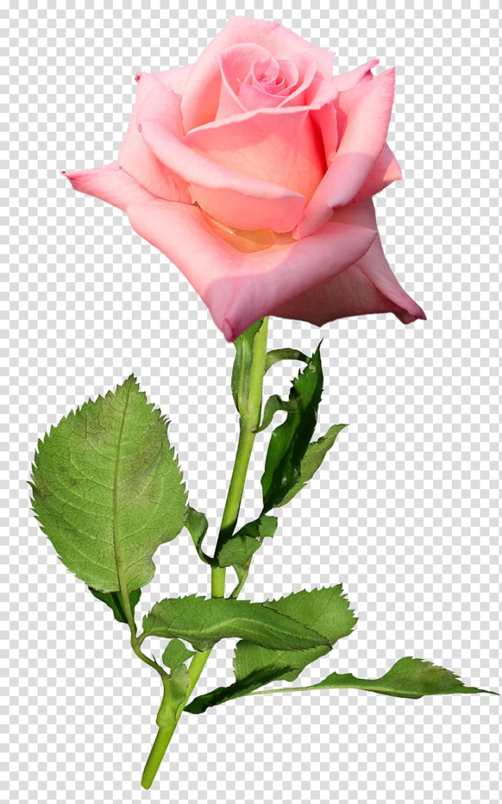 Beautiful Pink Rose Stems on a transparent background. Vector
