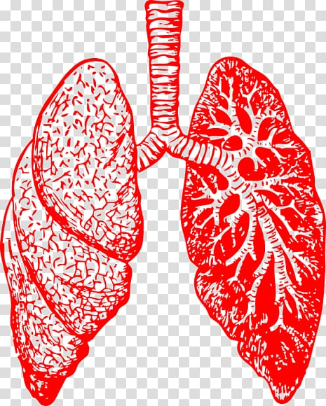 Lungs 2 | Respiratory system, Human respiratory system, Biology diagrams