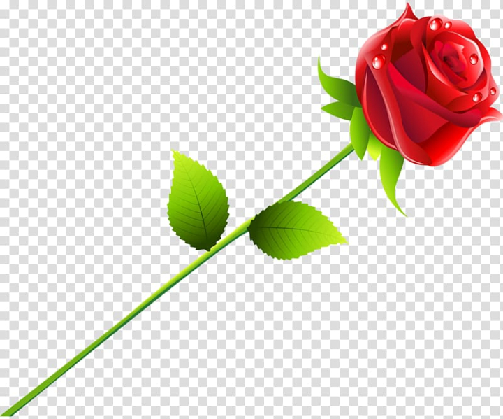 Falling Rose PNG Transparent Images Free Download, Vector Files