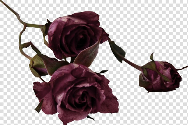 cut,flowers,centifolia,roses,floral,design,watercolor,painting,red,lace,watercolor painting,purple,flower arranging,artificial flower,color,flower,magenta,rose order,centifolia roses,red lace,rosa centifolia,rose,rose family,plant,petal,nature,garden roses,flowering plant,flower bouquet,cut flowers,floristry,floral design,png clipart,free png,transparent background,free clipart,clip art,free download,png,comhiclipart