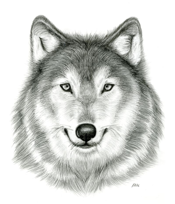 Wolf Drawing png download - 427*700 - Free Transparent Watercolor Painting  png Download. - CleanPNG / KissPNG