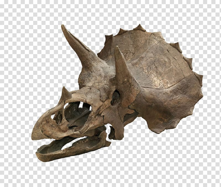 dinosaur skull clipart