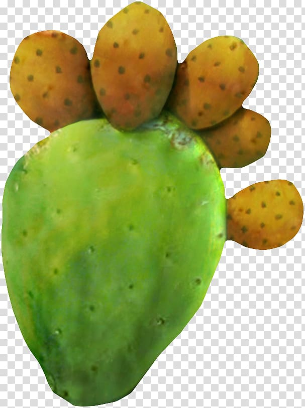 barbary,fig,cactus,food,cactaceae,fruit,sole,watercolor cactus,creative,vegetable,cactus cartoon,soles,cactus flower,prickly pear,nopal,nature,graphic design,cactus watercolor,foot print,cartoon cactus,chart,element,designer,creative cactus,barbary fig,foot,tiger,png clipart,free png,transparent background,free clipart,clip art,free download,png,comhiclipart