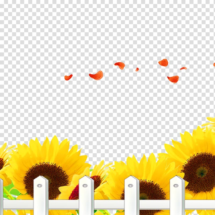 common,sunflower,template,fence,computer wallpaper,sunflower seed,flower,flowers,daisy family,sunflowers,sunflower oil,sunflower watercolor,watercolor sunflower,sunflower seeds,watercolor sunflowers,animation,sunflower border,sky,petal,flowering plant,daisy,yellow,common sunflower,png clipart,free png,transparent background,free clipart,clip art,free download,png,comhiclipart