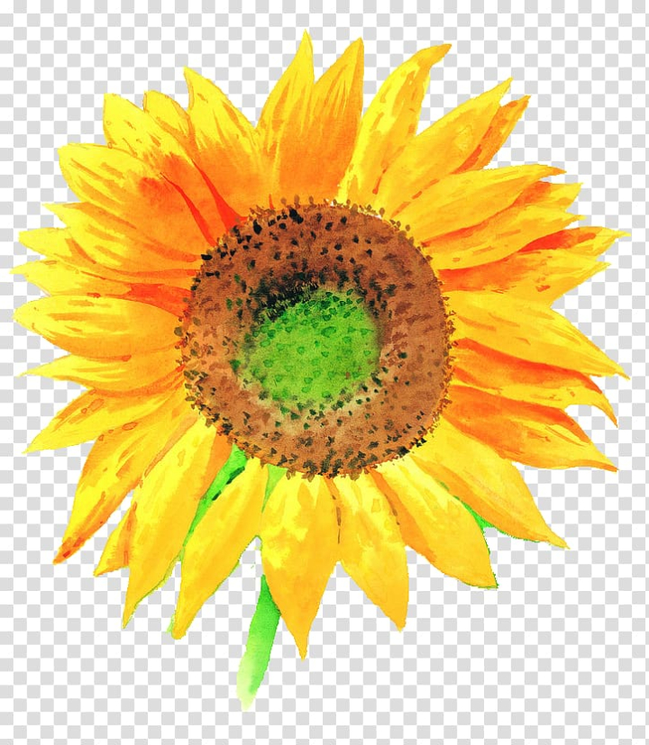 common,sunflower,illustration,watercolor painting,painted,hand,sunflower seed,flower,royaltyfree,flowers,daisy family,sunflowers,sunflower oil,sunflower watercolor,watercolor sunflower,watercolor sunflowers,sunflower border,sunflower seeds,stock photography,closeup,drawing,flowering plant,hand painted,petal,asterales,yellow,common sunflower,stock illustration,png clipart,free png,transparent background,free clipart,clip art,free download,png,comhiclipart
