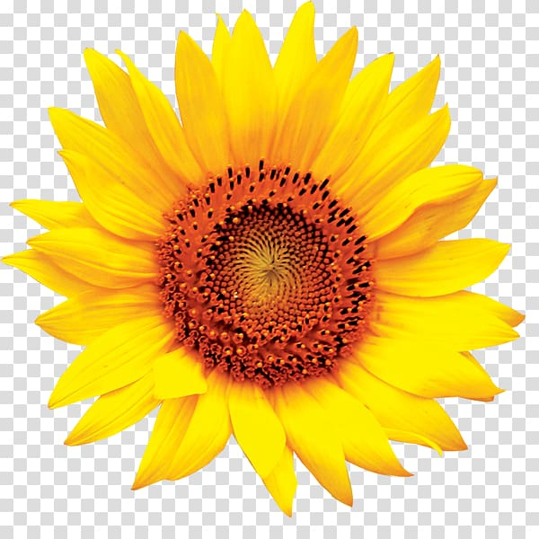 common,sunflower,image file formats,sunflower seed,flower,flowers,daisy family,sunflower oil,sunflowers,sunflower watercolor,watercolor sunflower,sunflower seeds,watercolor sunflowers,sunflower border,sun,pollen,plant,petal,free content,flowering plant,yellow,common sunflower,illustration,png clipart,free png,transparent background,free clipart,clip art,free download,png,comhiclipart