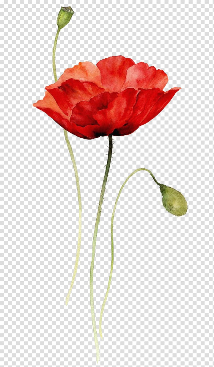 Red cosmos flower and leaf drawing with line art Vector Image