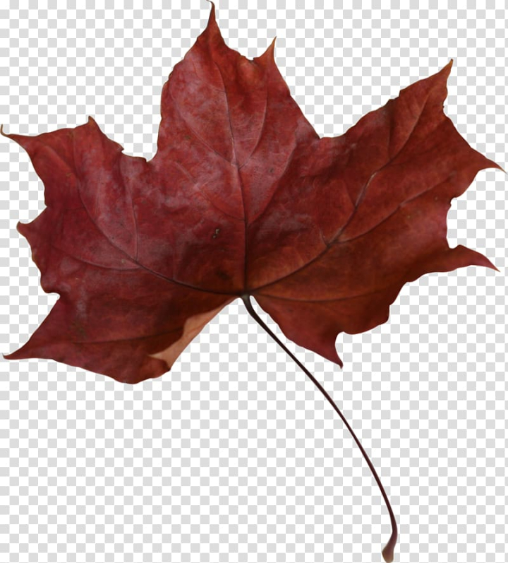 canada,red,maple,leaf,maple leaf,color,world,flower,desktop wallpaper,flowering plant,tree,symbol,red maple leaf,red maple,plant,petal,flag of canada,green,autumn,png clipart,free png,transparent background,free clipart,clip art,free download,png,comhiclipart