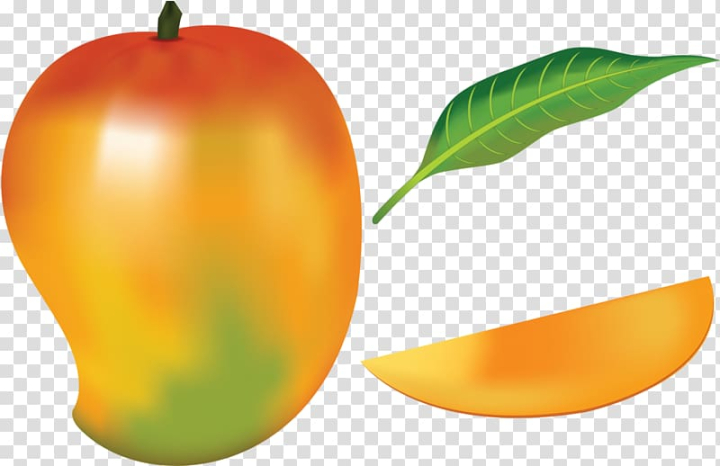 Mango fruit drawing Vector hand drawn mango,... - Stock Illustration  [48512389] - PIXTA