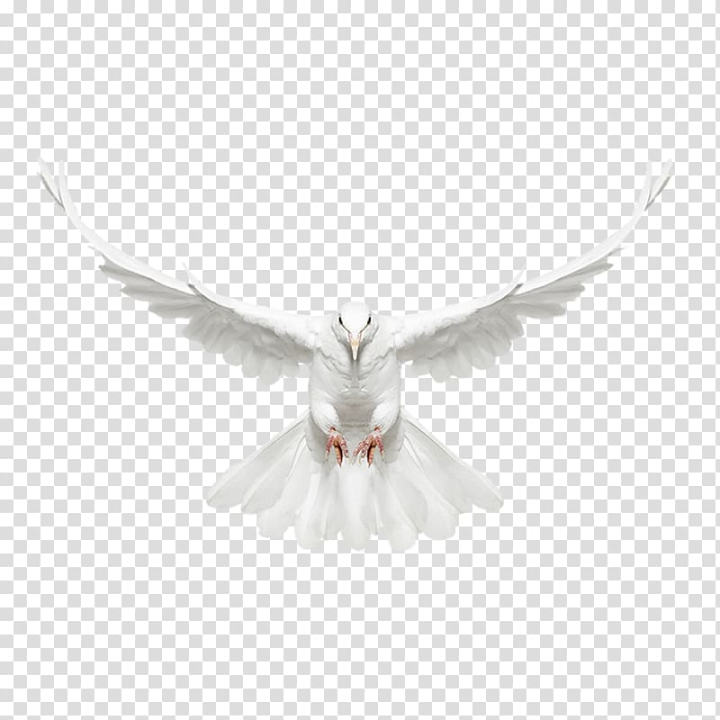 White Tags - Whitebird