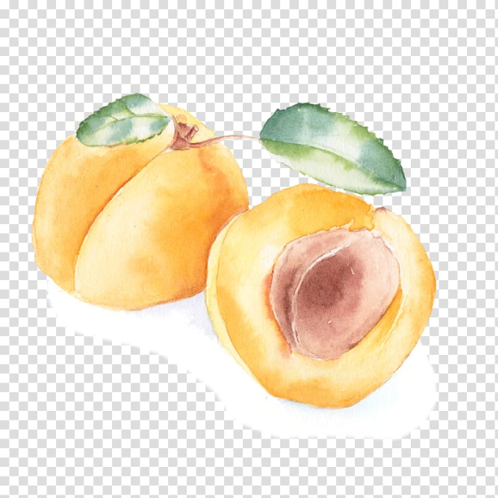 watercolor,painting,painted,food,hand,encapsulated postscript,fruit,fruit  nut,peach petals,watercolor peach,peach fruit,peaches,euclidean vector,hand painted,peach flowers,peach flower,peach blossom,peach,apricot,watercolor painting,png clipart,free png,transparent background,free clipart,clip art,free download,png,comhiclipart