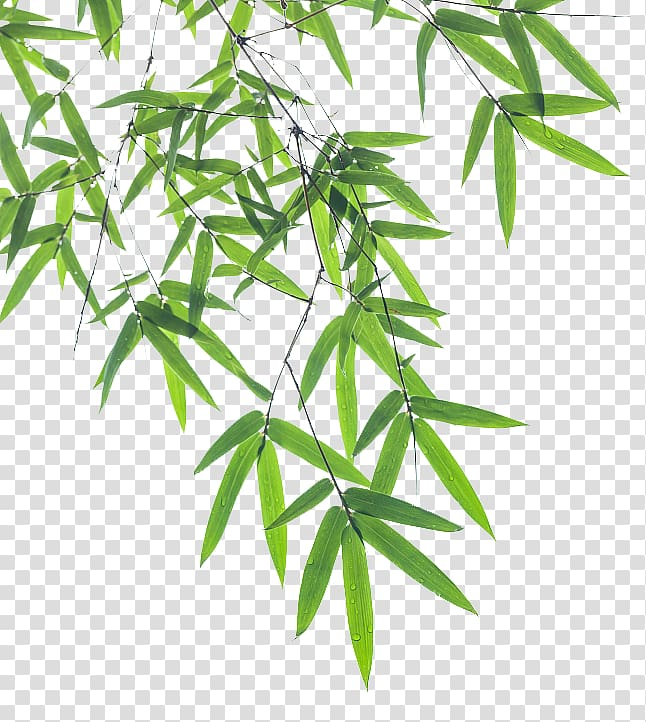euclidean,pictures,branch,bamboo leaves,grass,plant stem,bamboo leaf,encapsulated postscript,falling,leaves,bamboo frame,know,hemp,line,background,nature,plant,plant vector,transparency and translucency,tree,greening,green,bamboo background,bamboo border,bamboo house,bamboo tree,dense,element,falling bamboo leaves,flowerpot,bamboo,leaf,euclidean vector,linear,leafed,plants,illustration,png clipart,free png,transparent background,free clipart,clip art,free download,png,comhiclipart