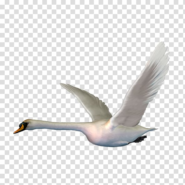 Ugly Duck PNG Images, Ugly Duck Clipart Free Download