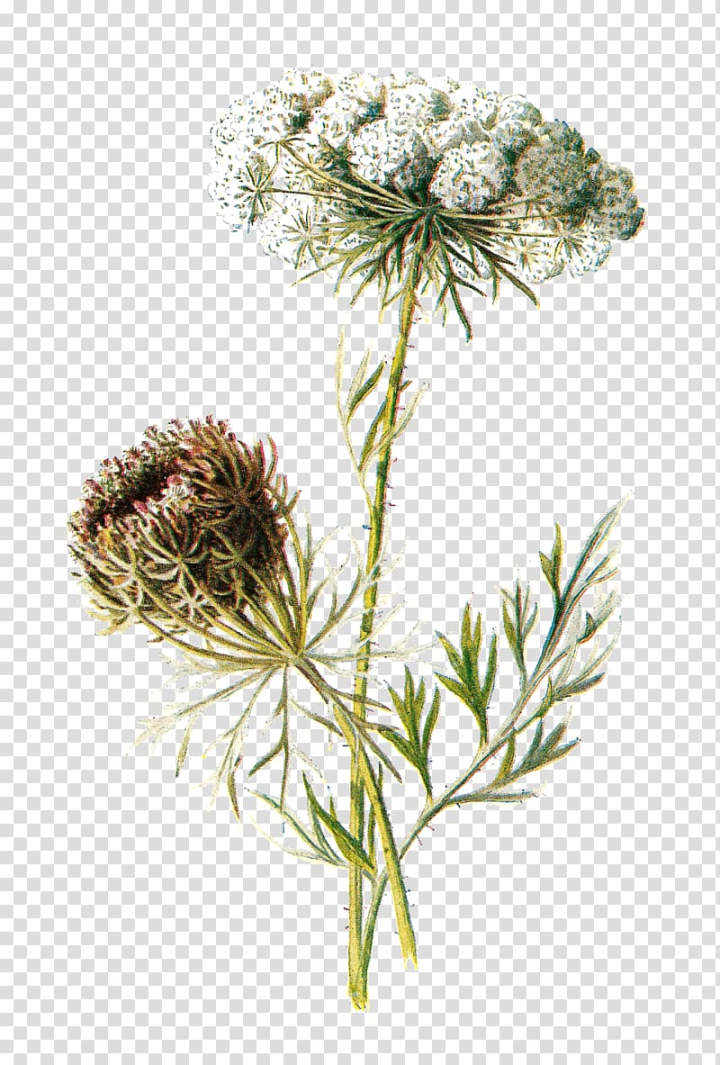 botanical,illustration,watercolor painting,plant stem,painting,vegetables,printmaking,thistle,plant,flowering plant,flora,drawing,daucus carota,dandelion,botanical name,carrot,botanical illustration,botany,flower,white,png clipart,free png,transparent background,free clipart,clip art,free download,png,comhiclipart