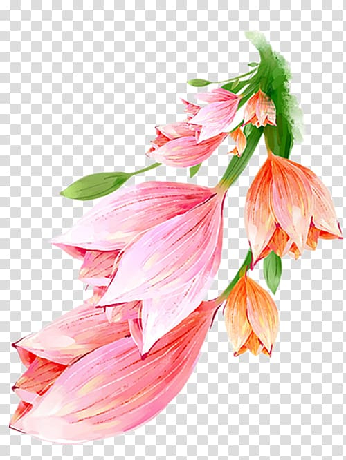 flower,watercolor,painting,painted,lily,flower arranging,poster,pretty,speech balloon,plant stem,encapsulated postscript,flowers,ink wash painting,petal,peach,pink,pink flower,pink lily,watercolor flowers,watercolor flower,plant,cut flowers,floral design,floristry,flower bouquet,flower pattern,flower vector,flowering plant,graphic design,hand painted,ipomoea nil,nature,nice,alstroemeriaceae,watercolor painting,hand,lily flower,png clipart,free png,transparent background,free clipart,clip art,free download,png,comhiclipart