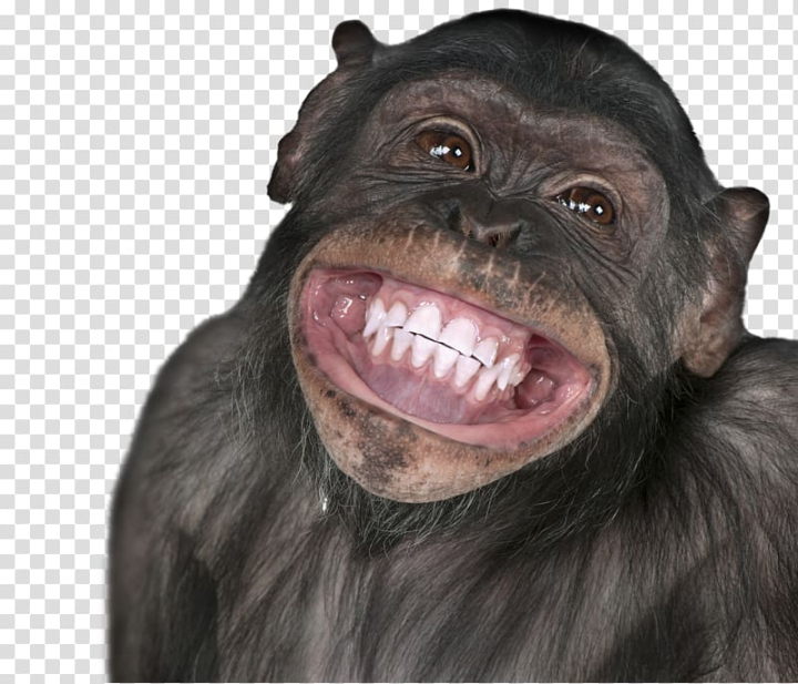 monkey,mammal,animals,holidays,terrestrial animal,snout,film,joke,primate,mouth,smile,western gorilla,laughter,aggression,birthday music,chimpanzee,common chimpanzee,great ape,9gag,wish,birthday,happiness,humour,youtube,png clipart,free png,transparent background,free clipart,clip art,free download,png,comhiclipart
