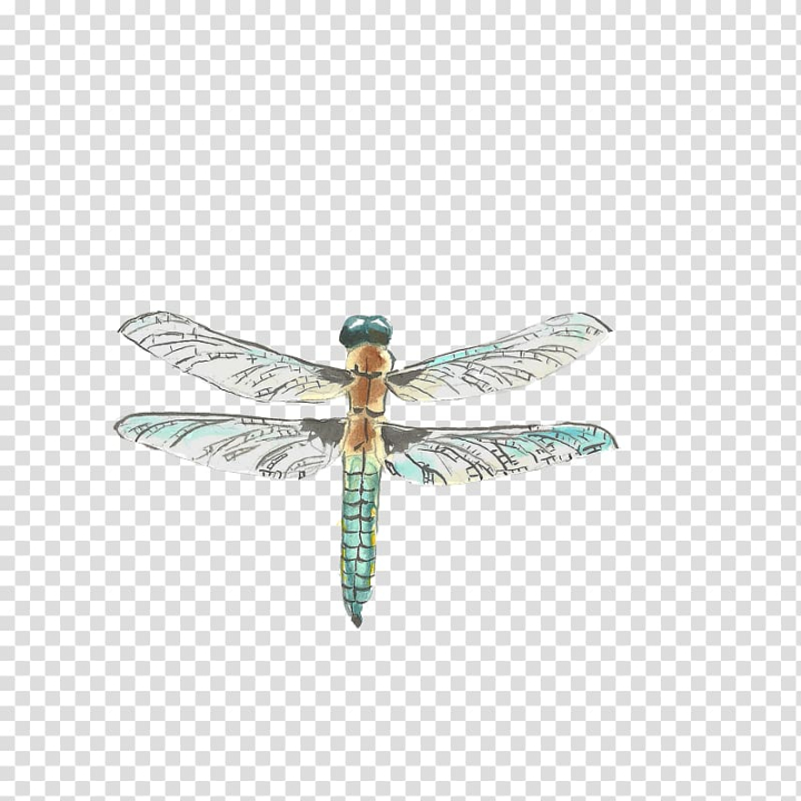 Free: Insect Dragonfly Drawing Watercolor painting, dragonfly transparent  background PNG clipart 
