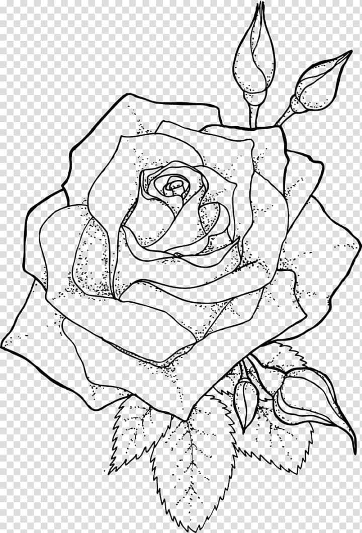 Roses sketch HD wallpapers | Pxfuel
