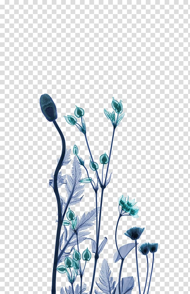 Free: X-ray generator Work of art Artist, Green dream flower decoration ...