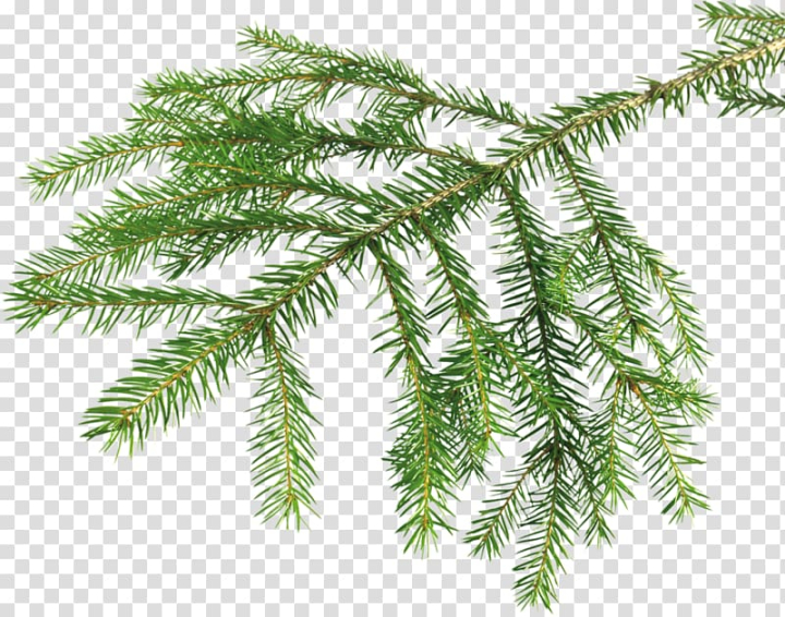 ink,brush,christmas,photoshop,plugin,twigs,holidays,branch,christmas decoration,twig,spruce,adobe photoshop elements,tree,pine,photoshop plugin,photo manipulation,paintbrush,ink brush,pine family,gimp,borste,christmas ornament,christmas tree,conifer,evergreen,fir,png clipart,free png,transparent background,free clipart,clip art,free download,png,comhiclipart