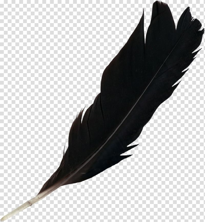 Light Black Feather transparent PNG - StickPNG