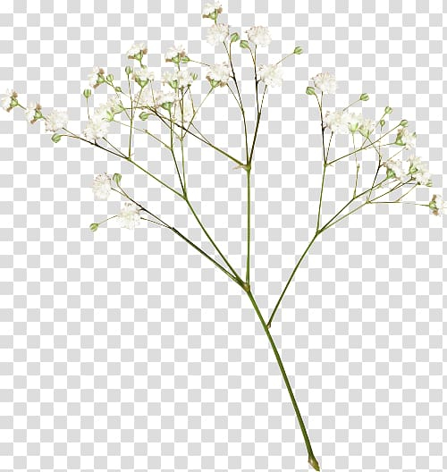 baby,breath,rose,peach,branch,white,leaf,grass,plant stem,twig,flower,pressed flower craft,plant,nature,tree,flowering plant,flower bouquet,floral design,flora,fern,drawing,cut flowers,cow parsley,border flowers,babysbreath,border,flowers,baby\'s-breath,png clipart,free png,transparent background,free clipart,clip art,free download,png,comhiclipart