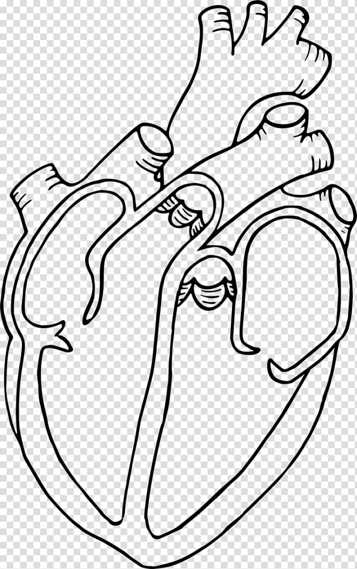 anatomical heart coloring page free - Yahoo Image Search Results | Easy heart  drawings, Heart drawing, Heart coloring pages