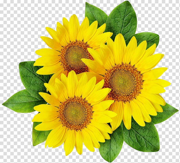 common,sunflower,sunflower seed,flower,annual plant,flowers,daisy family,sunflowers,sunflower oil,watercolor sunflower,sunflower watercolor,sunflower seeds,watercolor sunflowers,adobe illustrator,sunflower border,software,rgb color model,raster graphics,flowering plant,coreldraw,yellow,common sunflower,png clipart,free png,transparent background,free clipart,clip art,free download,png,comhiclipart