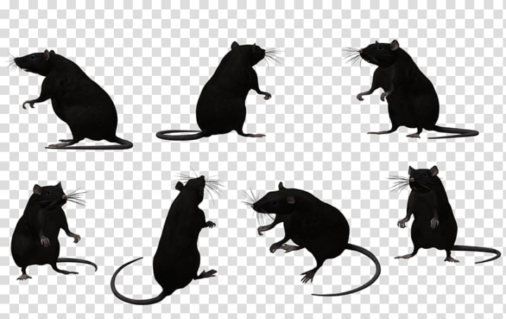 black,rat,mammal,animals,cat like mammal,carnivoran,fauna,wildlife,small to medium sized cats,rodent,dumboratte,cat,black and white,agouti,black rat,animal,muroidea,silhouette,png clipart,free png,transparent background,free clipart,clip art,free download,png,comhiclipart