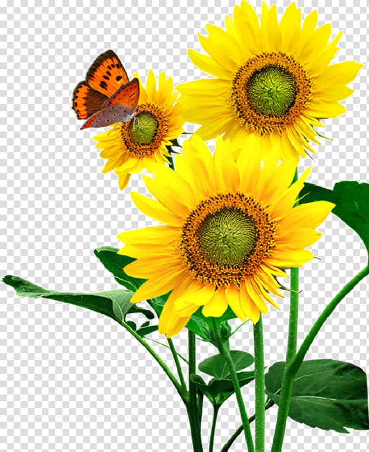 common,sunflower,seed,food,oil,typeface,flower,flowers,daisy family,sunflowers,sunflower oil,watercolor sunflower,sunflower watercolor,sunflower seeds,watercolor sunflowers,sunflower border,cooking oil,cut flowers,em,flowering plant,kuaci,membrane winged insect,page,petal,yellow,common sunflower,sunflower seed,brown,butterfly,perching,png clipart,free png,transparent background,free clipart,clip art,free download,png,comhiclipart
