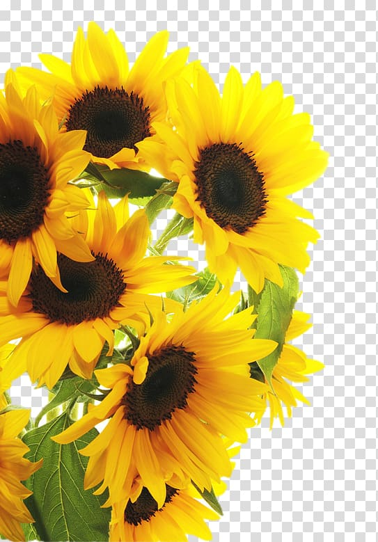 common,sunflower,flower arranging,sticker,sunflower seed,flower,annual plant,encapsulated postscript,flowers,daisy family,sunflower oil,sunflowers,sunflower watercolor,watercolor sunflower,wall decal,sunflower border,watercolor sunflowers,sunflower seeds,stock photography,bouquet,cut flowers,floral design,floristry,flower bouquet,flowering plant,petal,yellow,common sunflower,illustration,png clipart,free png,transparent background,free clipart,clip art,free download,png,comhiclipart