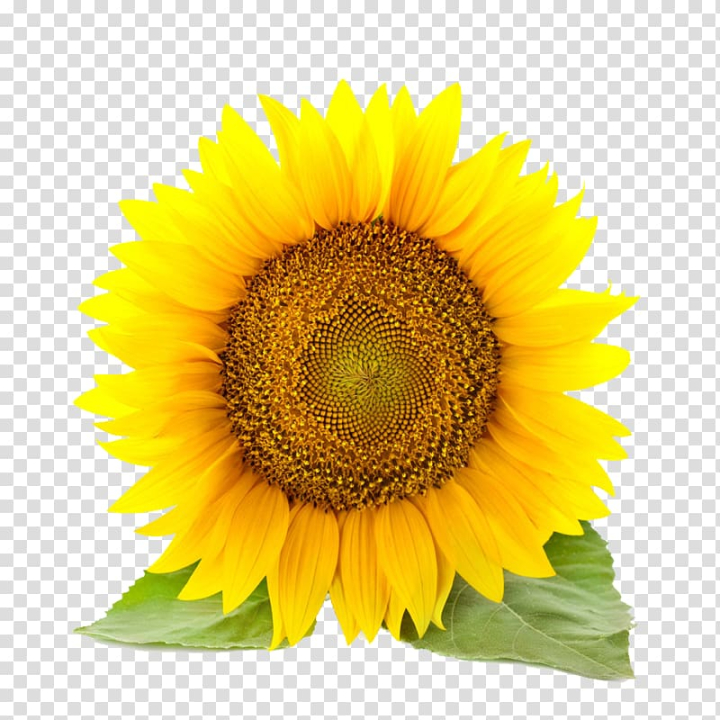 common,sunflower,sunflower seed,flower,royaltyfree,flowers,daisy family,sunflower oil,sunflowers,istock,sunflower watercolor,watercolor sunflower,sunflower seeds,watercolor sunflowers,sunflower border,petal,fotosearch,flowering plant,drawing,decoration,yellow,common sunflower,stock photography,png clipart,free png,transparent background,free clipart,clip art,free download,png,comhiclipart