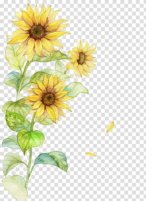 common,sunflower,yellow,sunflowers,painting,watercolor painting,watercolor leaves,ink,flower arranging,yellow flowers,sunflower seed,flower,encapsulated postscript,flowers,daisy family,dahlia,watercolor background,romantic watercolor flowers,watercolor flower,watercolor flowers,watercolor wreath,plant,creative,creative sunflower,daisy,floral design,floristry,flowering plant,flowers illustration,ink sunflower,petal,chrysanths,common sunflower,poster,watercolor,png clipart,free png,transparent background,free clipart,clip art,free download,png,comhiclipart