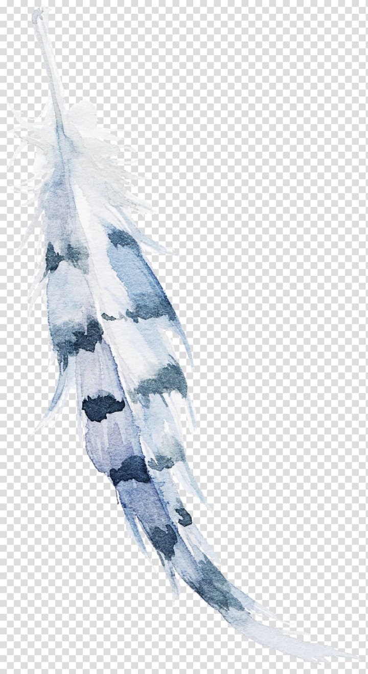 watercolor painting,blue,painted,animals,hand,peacock feather,peafowl,feathers,golden feather,dream,feather pen,white feathers,white feather,line,hand painted,feathers falling,wing,feather,dreamcatcher,white,gray,illustration,png clipart,free png,transparent background,free clipart,clip art,free download,png,comhiclipart