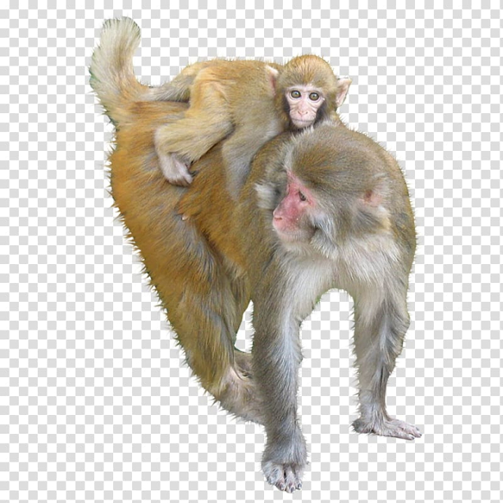 mammal,fauna,wildlife,animal,tail,farm animals,primate,old world monkey,protection,national,wild,monkeys vector,national protection,animation,anime character,anime eyes,anime girl,cercopithecidae,cute animals,animals vector,fur,3d animation,macaque,ape,monkey,animals,monkeys,png clipart,free png,transparent background,free clipart,clip art,free download,png,comhiclipart