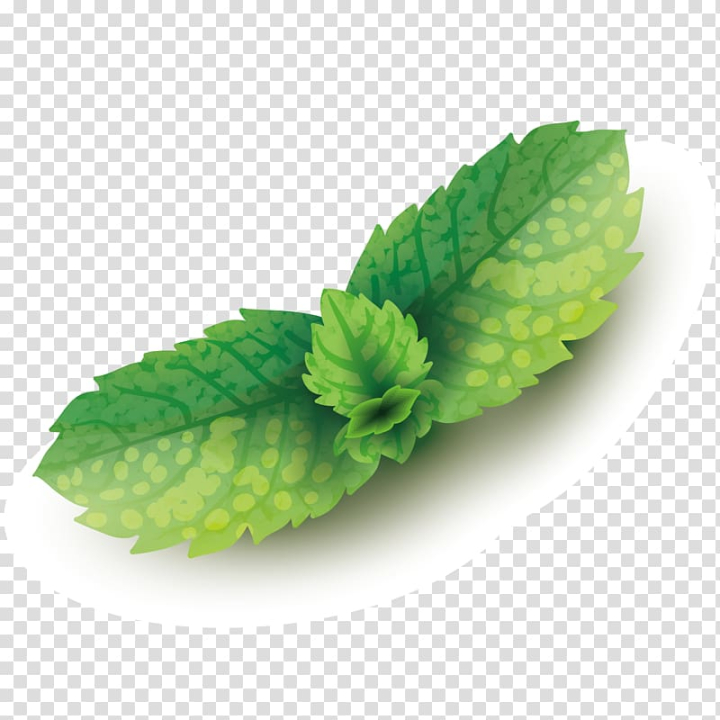 mentha,spicata,euclidean,dog,ginger,leaves,watercolor leaves,happy birthday vector images,fall leaves,palm leaves,vegetables,seasoning,dogs,vecteur,side dishes,mint,leaves vector,autumn leaves,dog vector,drawing,ginger vector,gratis,condiment,herb,adobe illustrator,mentha spicata,leaf,euclidean vector,png clipart,free png,transparent background,free clipart,clip art,free download,png,comhiclipart