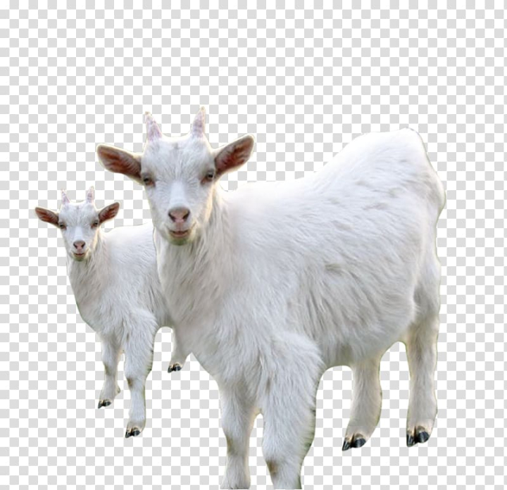 sheep,milk,computer network,search engine optimization,animals,black white,cow goat family,snout,data,goats,sweaters,small,sheep vector,small animals,u7f8a,white background,white flower,white sheep,white smoke,pixel,background white,cattle like mammal,goat antelope,goat vector,google images,horn,information,little,little sheep ,white vector,goat,sheep milk,livestock,white,png clipart,free png,transparent background,free clipart,clip art,free download,png,comhiclipart